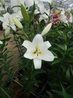 [5202 Ubinas VH No01.JPG]